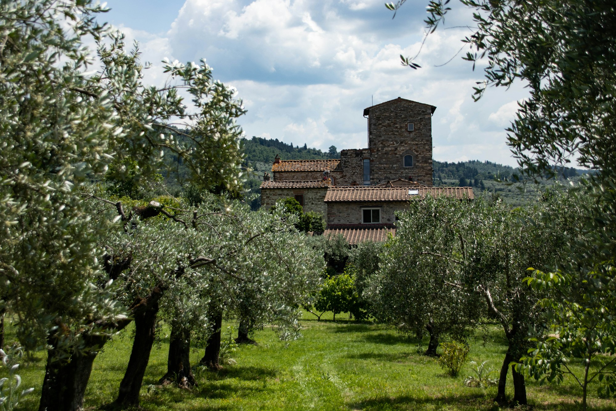Olive grove in Tuscany, where Italian extra virgin olive oil begins