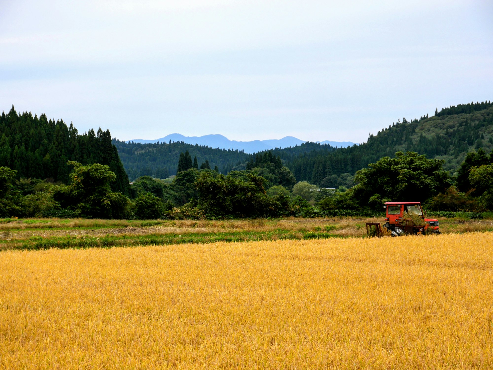 Japanese rice harvest in autumn: a tractor in golden paddies below forested mountains in Akita